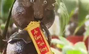 Tạo hình bonsai trâu từ dừa khô