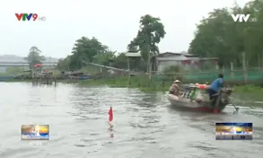 Nghề săn cá cơm trên sông Hậu