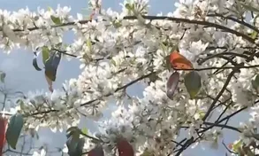 Mùa hoa Sơn Tra ở Sơn La