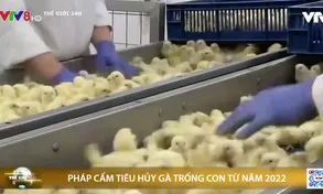 Pháp cấm tiêu huỷ gà trống con