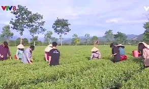 Hà Tĩnh kết hợp trồng chè với du lịch trải nghiệm