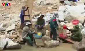 Bòn mót vàng lòng suối mùa lũ - Hiểm họa tai nạn chết người