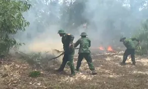 Cháy rừng trồng tràm tại huyện Phong Điền, tỉnh Thừa Thiên Huế