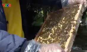 Người dân Hà Tĩnh làm giàu từ mô hình nuôi ong lấy mật