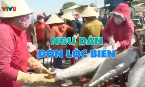 Ngư dân miền Trung đón lộc biển