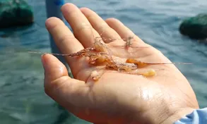 Ngăn chặn tôm hùm giống nhập lậu