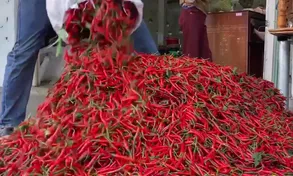 Cẩn trọng mở rộng diện tích trồng ớt dù được mùa, được giá