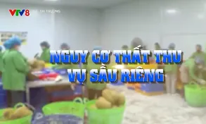 Nguy cơ thất thu vụ sầu riêng