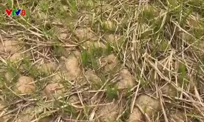 Quảng Nam chủ động phòng chống hạn mặn