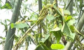 Châu chấu phá hoại nhiều diện tích măng luồng tại Quảng Bình