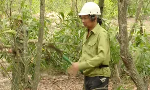 Nhà báo hơn 10 năm trồng rừng trên cát trắng