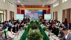 Lào Cai nâng tầm giá trị trà shan tuyết gắn với đảm bảo sinh kế của người dân