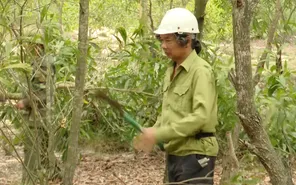 Nhà báo hơn 10 năm trồng rừng trên cát trắng