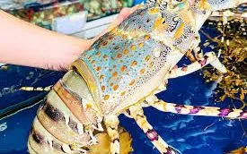 Tôm hùm bông khan hàng, giá bán lẻ liên tục tăng cao