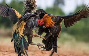 Bắt quả tang 61 người cá cược đá gà trong rừng ở Tây Ninh