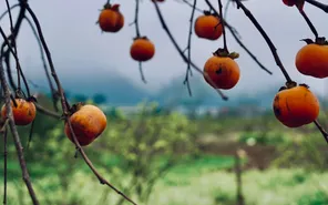 Mùa nắng rụng trong vườn: Khi Mộc Châu thay áo mới bằng sắc hồng rực rỡ