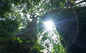 Những "linh hồn" nhỏ giữa đại ngàn: Vẻ đẹp thầm lặng của cây rừng Mù Cang Chải