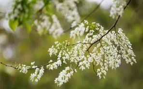 Mùa hoa sưa Hà Nội: Những khoảng lặng trắng tinh khôi giữa phố thị