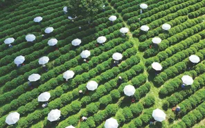 Sắc xuân trên những nương chè Thái Nguyên: Hành trình xanh của sự đổi mới