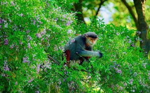 Sơn Trà vào mùa hoa: Bức tranh thiên nhiên rực rỡ hút du khách săn khoảnh khắc hiếm