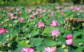 Khám phá "thủ phủ" Sen Đồng Tháp Mười trong mùa hoa nở rộ