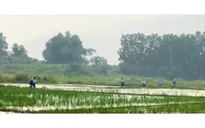 Nạn săn bắt chim yến tại Khánh Hòa - Đâu là giải pháp?