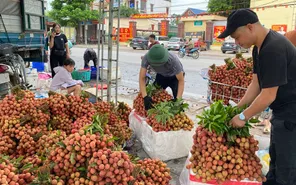 Vải thiều Bắc Ninh bứt phá giá trị, doanh thu gần 6.000 tỷ đồng dù sản lượng giảm