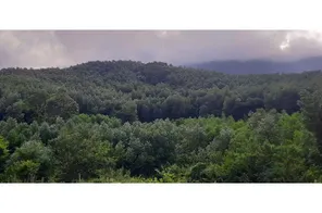 Đà Nẵng định hướng đến năm 2040 thay thế 90% diện tích trồng keo bằng cây trồng khác