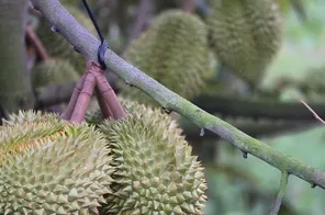 Ách tắc kiểm định làm gián đoạn chuỗi thu mua sầu riêng tại Đồng bằng sông Cửu Long