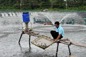 Điểm nghẽn dữ liệu của ngành tôm Đồng bằng sông Cửu Long