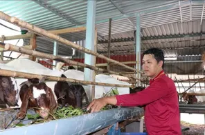 Hướng đi mới trong tái cơ cấu chăn nuôi ở Vĩnh Long
