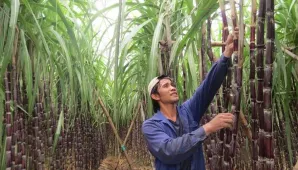 Doanh nghiệp mía đường điêu đứng vì đường lậu