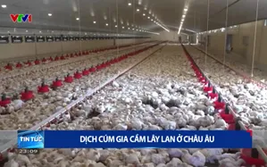 Dịch cúm gia cầm lây lan ở châu Âu