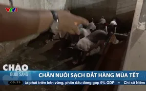 Chăn nuôi sạch đắt hàng mùa Tết