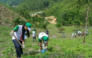 Cần làm gì để phát triển lâm nghiệp bền vững?