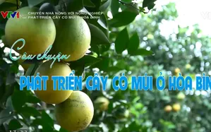 Chuyện nhà nông với nông nghiệp: Phát triển cây có múi ở Hòa Bình