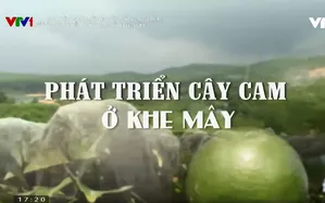 Chuyện nhà nông với nông nghiệp: Phát triển cây cam ở Khe Mây