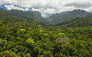 Rừng mưa nhiệt đới Australia không còn là "bể chứa" carbon