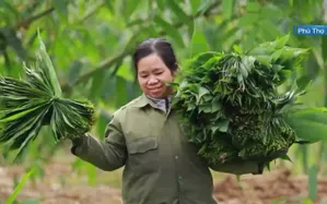 Hành trình mới của lá mai