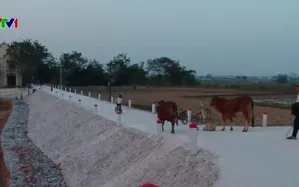 Nâng cấp đê điều chống ngập lụt ven sông