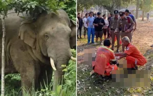 Voi tấn công du khách tử vong tại điểm du lịch nổi tiếng của Thái Lan