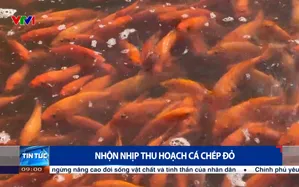 Nhộn nhịp thu hoạch cá chép đỏ