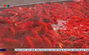 Sức mua giảm tại chợ cá chép đỏ lớn nhất Hà Nội