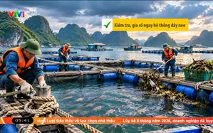 Bản tin thời tiết 5h30 - 11/9/2026