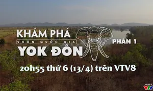 Khám phá vườn quốc gia Yok Đôn - Phần 1 (20h55 thứ Sáu, 13/4 trên VTV8)