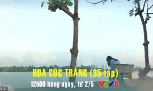 Phim truyện Việt Nam "Hoa cúc trắng" đang được phát sóng lúc 12h hàng ngày trên VTV8