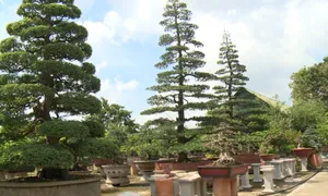Vườn kiểng quý giữa làng hoa