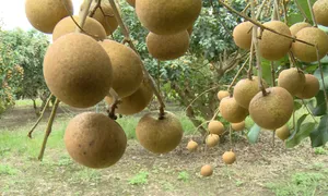 Khám phá vườn nhãn bắp cải, đặc sản miền biển
