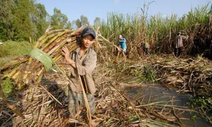 Ngành mía đường Việt: Bảo hộ hay “thua ngay trên sân nhà”?