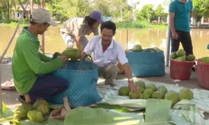 Nhà vườn Hậu Giang trúng mùa mãng cầu xiêm